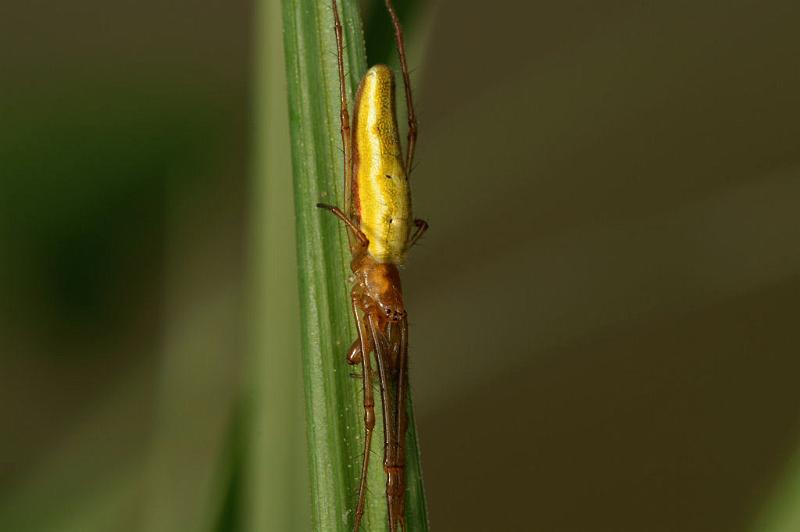 Tetragnatha_extensa_D5082_Z_90_Canal du Nivernais_Frankrijk.jpg